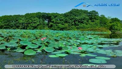  تالاب سوستان لاهیجان کجاست؟ در این مقاله از وب سایت کاشانه لاهیجان به این موضوع پرداخته ایم تا انتهای مقاله با ما همراه باشید